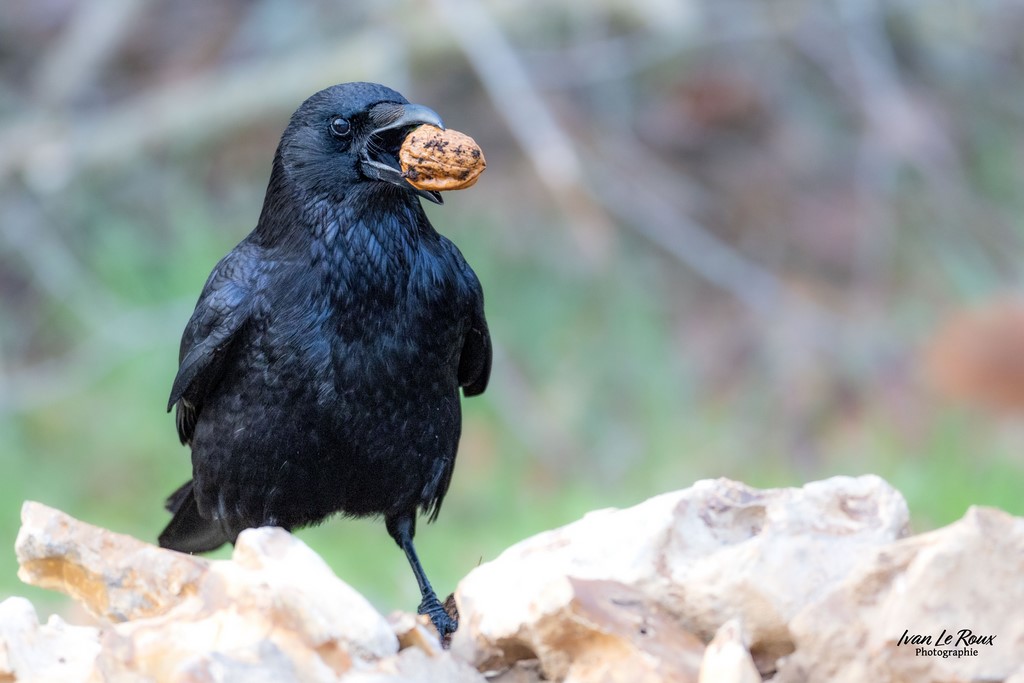 Les Oiseaux du Jardin - Corneille noire - Romilly-la-Puthenaye (27) - 2024 - Canon EOS R7,  Sigma 500 mm F/4 OS HSM SPORTS 500 mm, 1/400s, f/4 ISO 1250  Priorité Ouverture​ Ivan Le Roux photographie