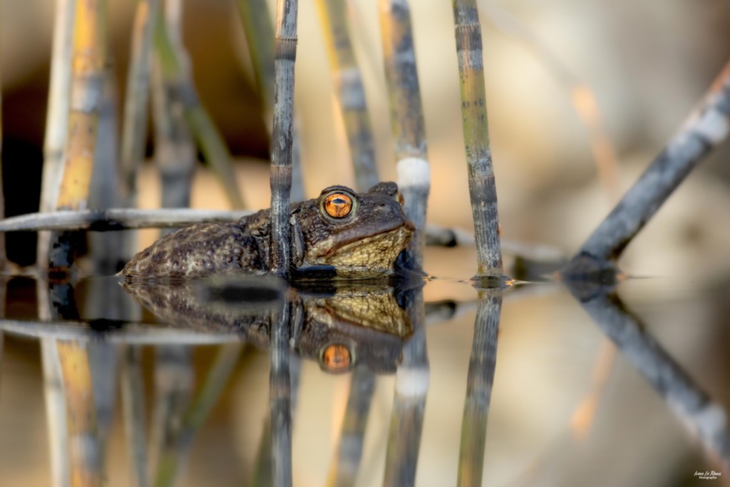 Crapaud commun et son reflet dans la mare