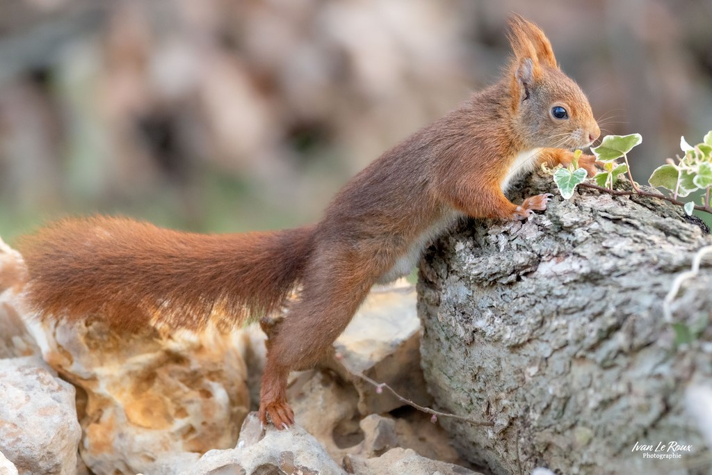 Ecureuil Roux - Romilly-la-puthenaye (27) - 2024 - Canon EOS R7 -  Sigma 500 mm F/4 OS HSM SPORT  Ivan Le Roux Photographie