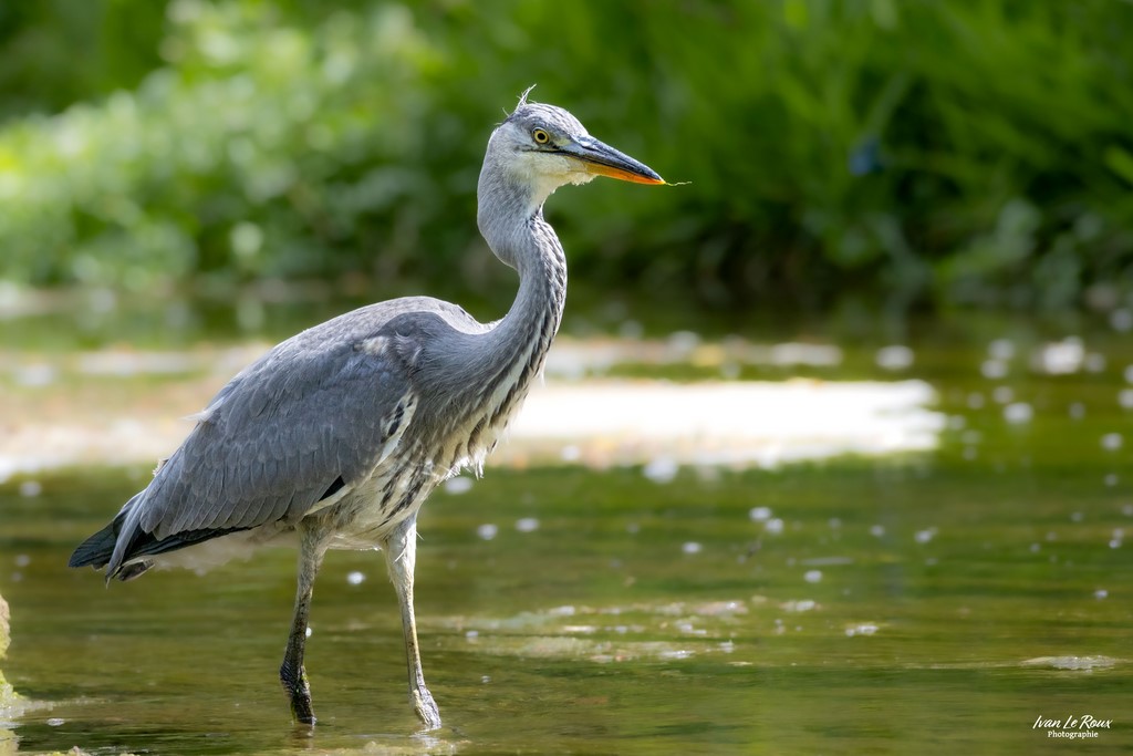 Le Héron cendré - La Risle à Romilly-la-Puthenaye (27) - 2023 - Canon EOS R7 -  Sigma 500 mm F/4 OS HSM SPORTS 500 mm Ivan Le Roux Photographie Normandie