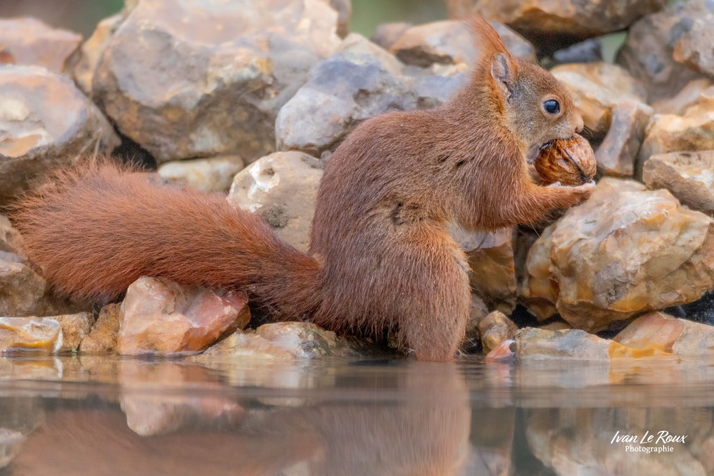 Ecureuil Roux - Romilly-la-puthenaye (27) - 2023 - Canon EOS R7 -  Sigma 500 mm F/4 OS HSM SPORT Ivan Le Roux Photographie