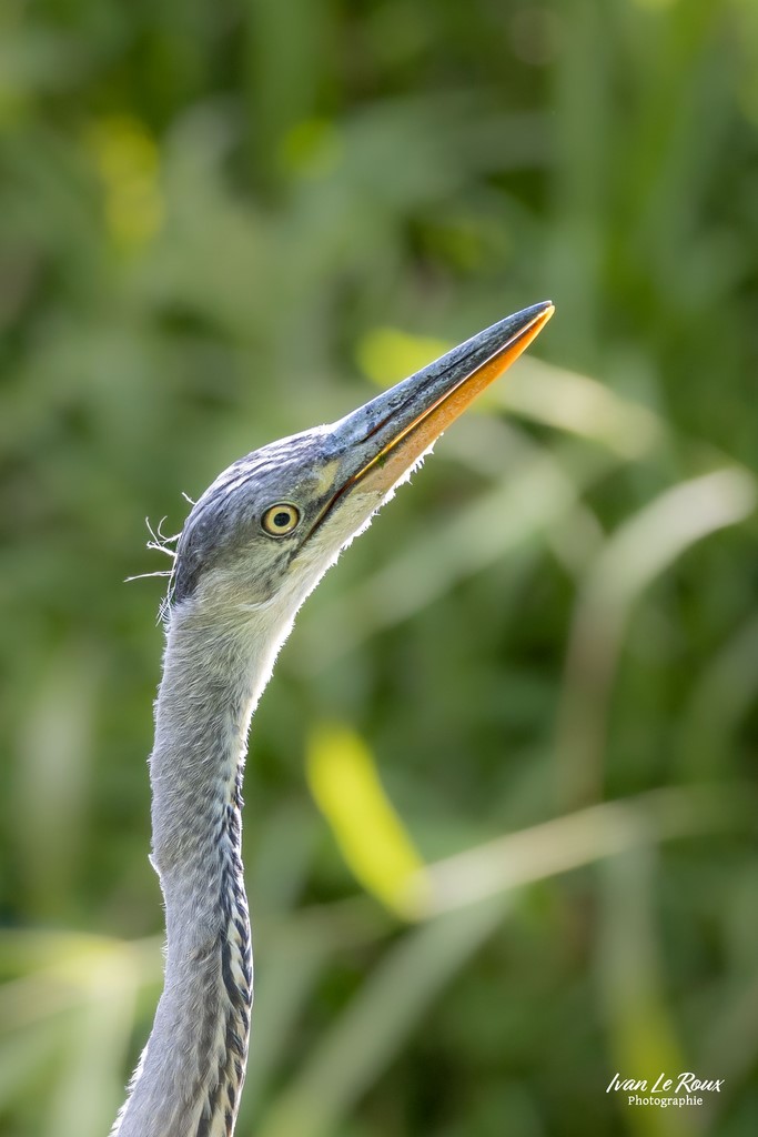 Portrait du Héron cendré - Romilly-la-Puthenaye (27) - 2023 - Canon EOS R7 -  Sigma 500 mm F/4 OS HSM SPORTS Ivan Le Roux Photographie Normandie