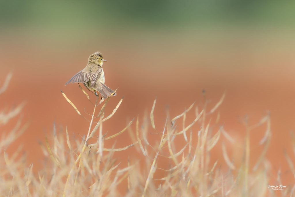 Hypolaïs polyglotte - Romilly-la-Puthenaye (27) - 2023 - Canon EOS R7 -  Sigma 500 mm F/4 OS HSM SPORTS 500 mm