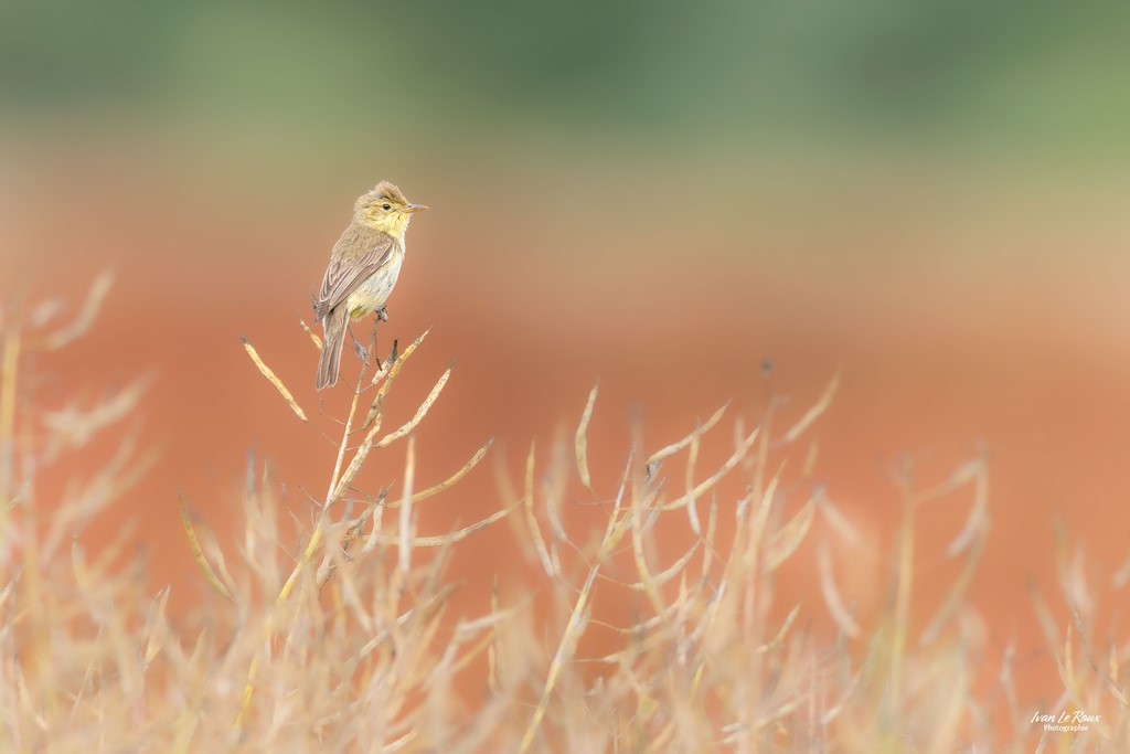 Hypolaïs polyglotte - Romilly-la-Puthenaye (27) - 2023 - Canon EOS R7 -  Sigma 500 mm F/4 OS HSM SPORTS Ivan Le Roux Photographe Normandie