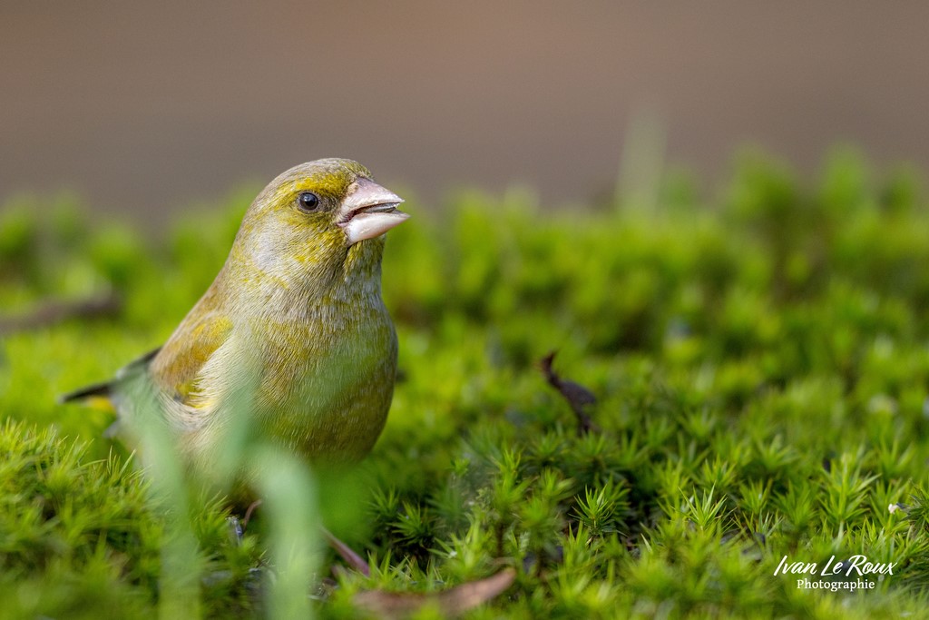 "Les oiseaux du jardin" - Verdier d'Europe - Romilly-la-Puthenaye (27) - 2024 - Canon EOS R7 -  Sigma 500 mm F/4 OS HSM SPORTS 500 mm ivan Le Roux Photographe