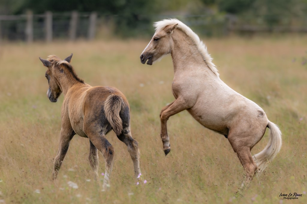 Haras de Bougy - Romilly-la-Puthenaye (27) - 2024 - ivan Normandie