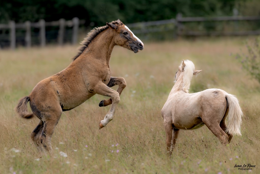 Haras de Bougy - Romilly-la-Puthenaye (27) - 2024 - ivan Le Roux Normandie Photographie