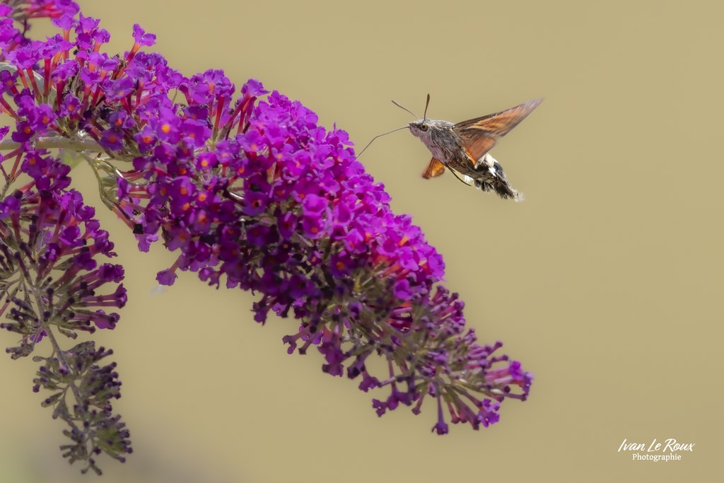 Moro-Sphinx - Romilly-la-Puthenaye (27) - 2023 - Canon EOS R7, Sigma 500 mm F/4 OS HSM SPORT