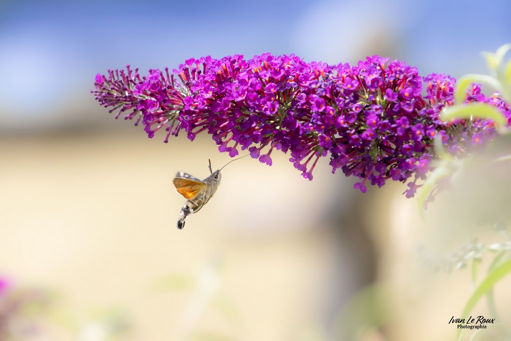 Moro-Sphinx - Romilly-la-Puthenaye (27) - 2023 - Canon EOS R7, Tamron SP 70-200 mm f/2.8 Di VC USD G2  Ivan Le Roux Photographe Normandie