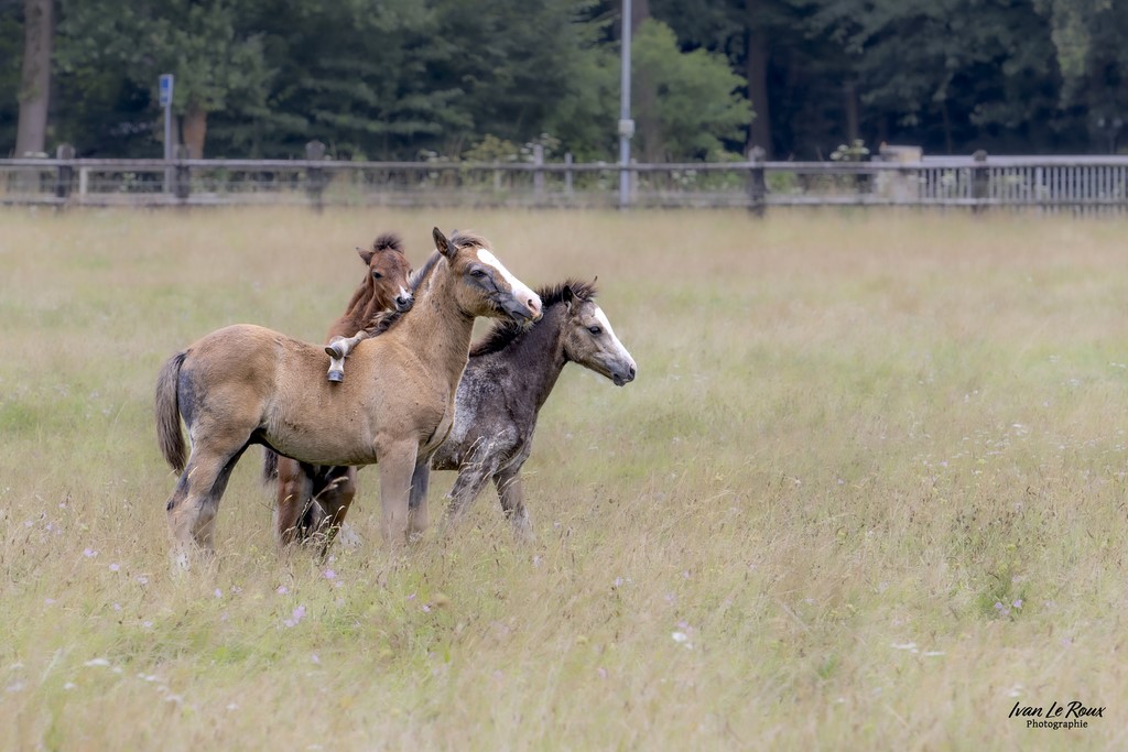 Haras de Bougy - Romilly-la-Puthenaye (27) - 2024 Ivan Le Roux photographie