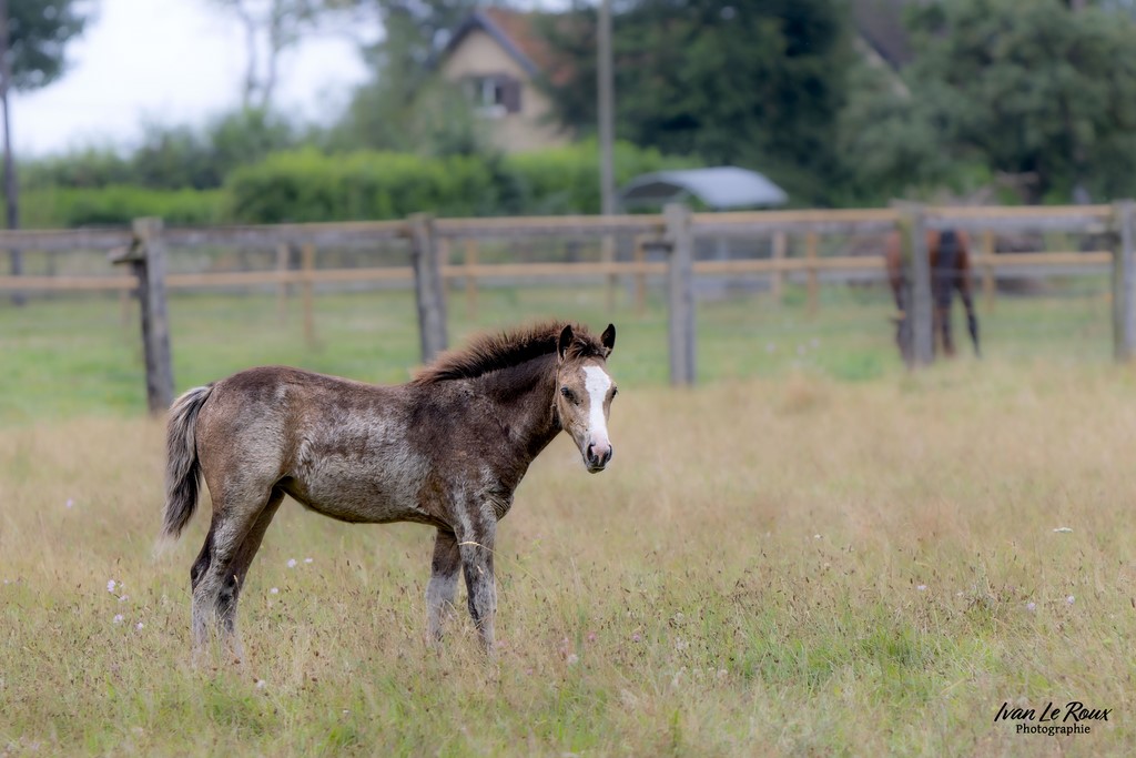 Haras de Bougy - Romilly-la-Puthenaye (27) - 2024 - Ivan Le Roux