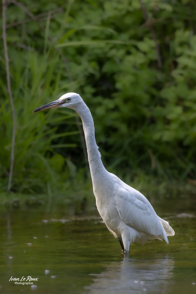 Aigrette Garzette - La Risle à Romilly-la-Puthenaye (27) - 2023 - Canon EOS R7 -  Sigma 500 mm F/4 OS HSM SPORTS Ivan Le Roux Photographie