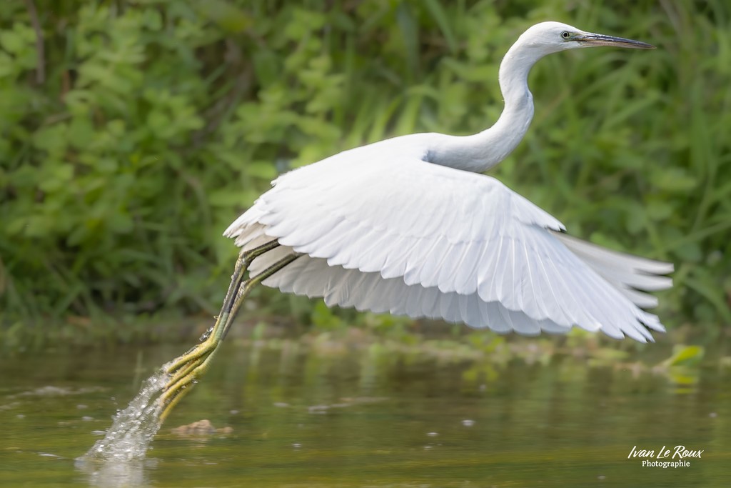 L'envol de l'Aigrette Garzette - La Risle à Romilly-la-Puthenaye (27) - 2023 - Canon EOS R7 -  Sigma 500 mm F/4 OS HSM SPORTS 500 mm Ivan Le Roux Photographe