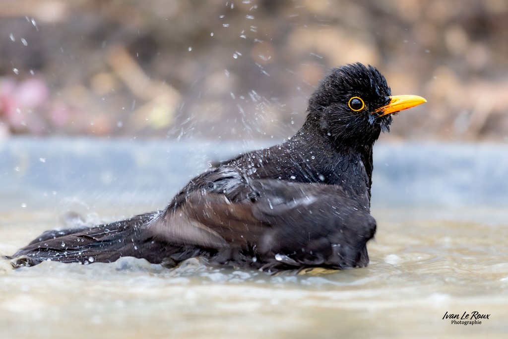 Merle noir dans son bain -  Romilly-la-Puthenaye (27) - 2024 - Canon EOS R7 -  Sigma 500 mm F/4 OS HSM SPORTS 500 mm Ivan Le Roux photographie