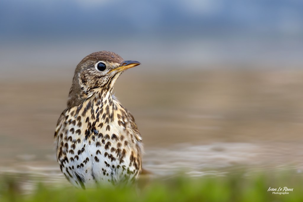 La Grive musicienne prend son bain -  Romilly-la-Puthenaye (27) - 2024 - Canon EOS R7 -  Sigma 500 mm F/4 OS HSM SPORTS 500 mm Ivan Le Roux Photographie