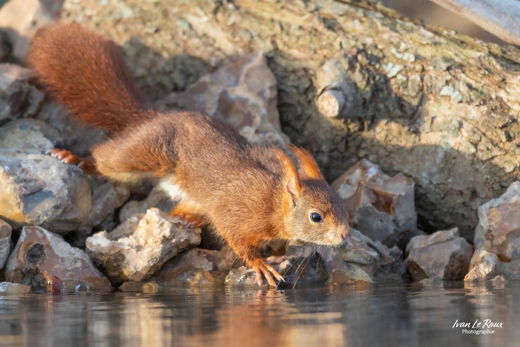 Ecureuil Roux au bord de l'eau - Romilly-la-puthenaye (27) Ivan Le Roux Photographe animalier Normandie