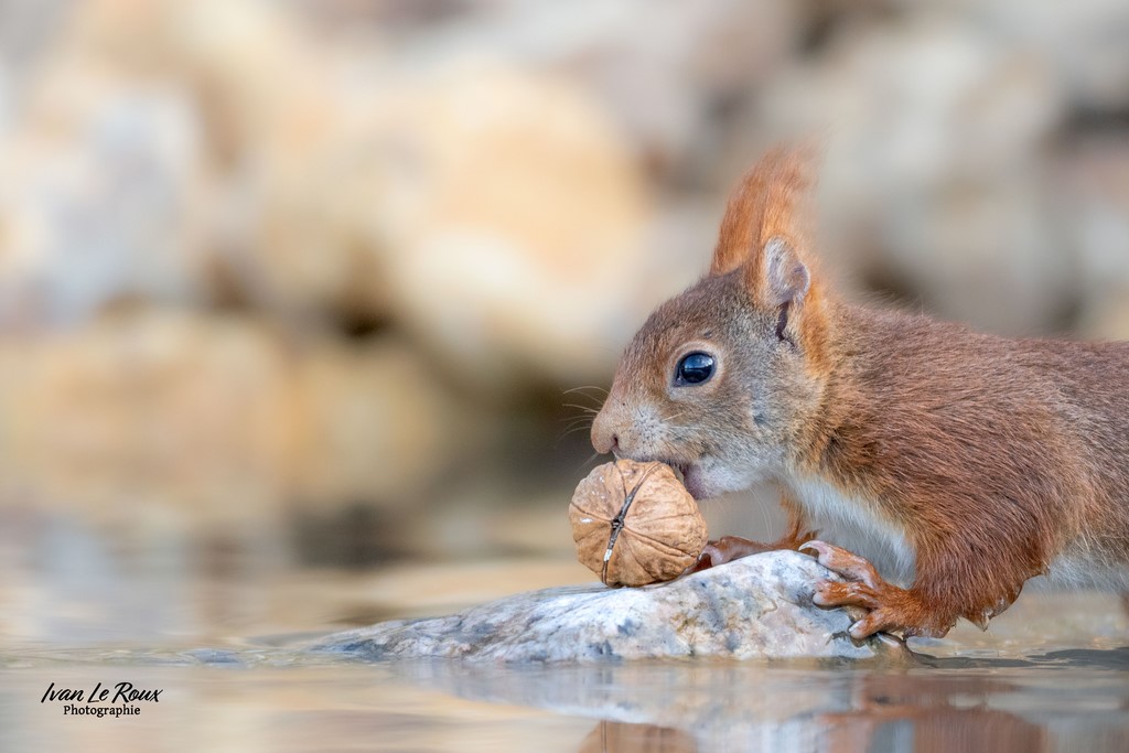 Miam ! Ecureuil roux - Romilly-la-puthenaye (27) - 2024 - normandie photographe animalier