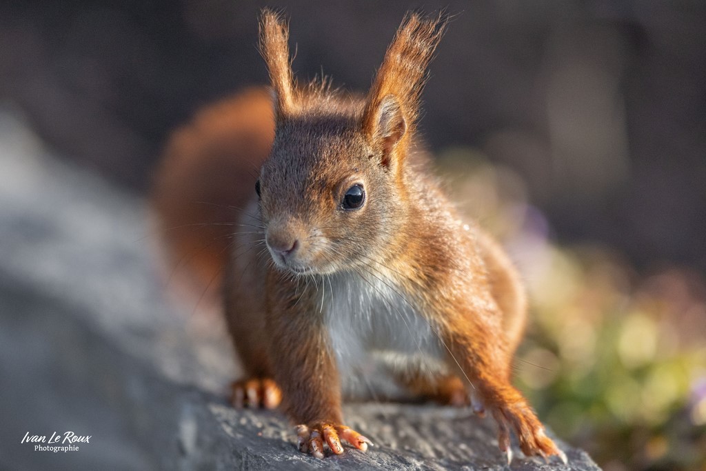 Ecureuil Roux - Romilly-la-puthenaye (27) - 2024 - Canon EOS R7 -  Sigma 500 mm F/4 OS HSM SPORT ivan Le Roux photographie animalière Normandie