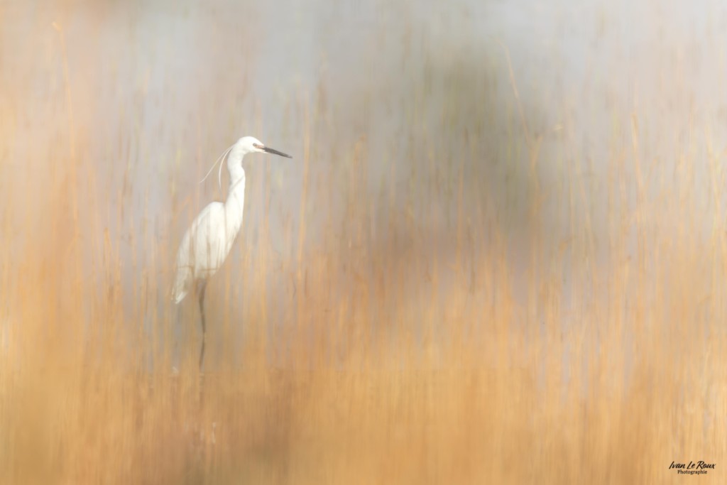 Aigrette garzette -Estuaire de la Seine (76) normandie Eure