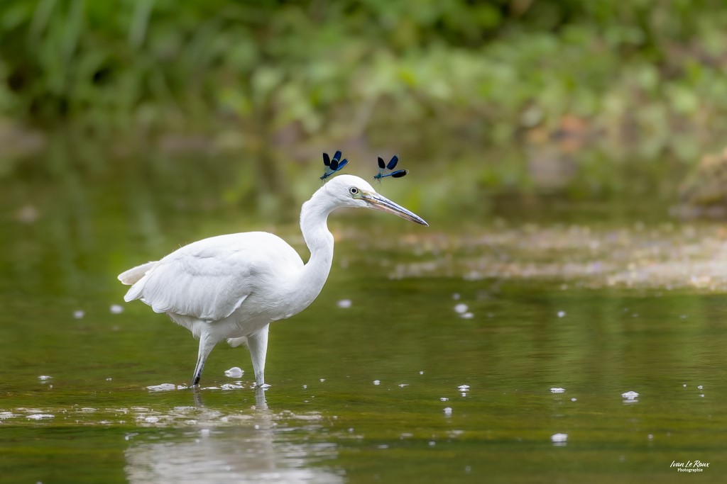 L'Aigrette Garzette couronnée de deux Calopteryx - Romilly-la-Puthenaye (27) - 2023 - Canon EOS R7 -  Sigma 500 mm F/4 OS HSM SPORTS Ivan Le Roux  photographe animalier Normandie