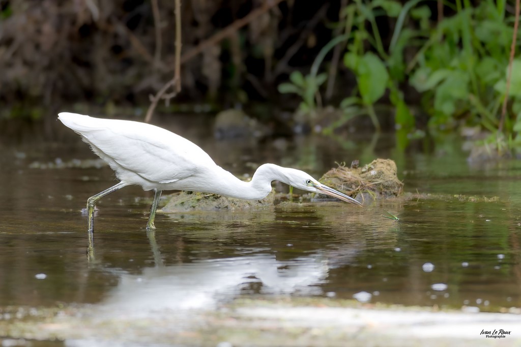 L'Aigrette Garzette prête à bondir sur sa proie - Romilly-la-Puthenaye (27) - 2023 - Canon EOS R7 -  Sigma 500 mm F/4 OS HSM SPORTS Ivan Le Roux Normandie