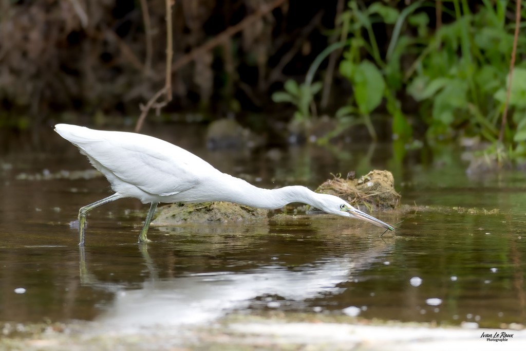 Le Héron cendré sa proie dans le bec - Romilly-la-Puthenaye (27) - 2023 - Canon EOS R7 -  Sigma 500 mm F/4 OS HSM SPORTS Ivan Le Roux Photographie Normandie