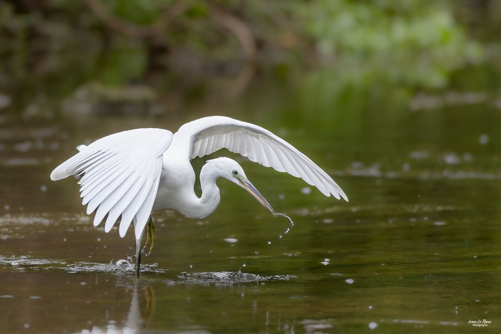 L'Aigrette Garzette déploie ses ailes - Romilly-la-Puthenaye (27) - 2023 - Canon EOS R7 -  Sigma 500 mm F/4 OS HSM SPORTS Ivan Le Roux Photographie Normandie