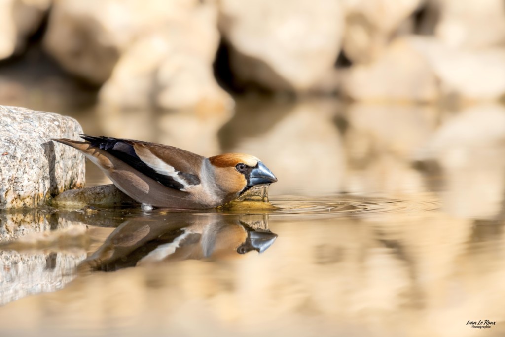 Grosbec casse-noyaux - Romilly-la-Puthenaye (27) Normandie Ivan Le Roux