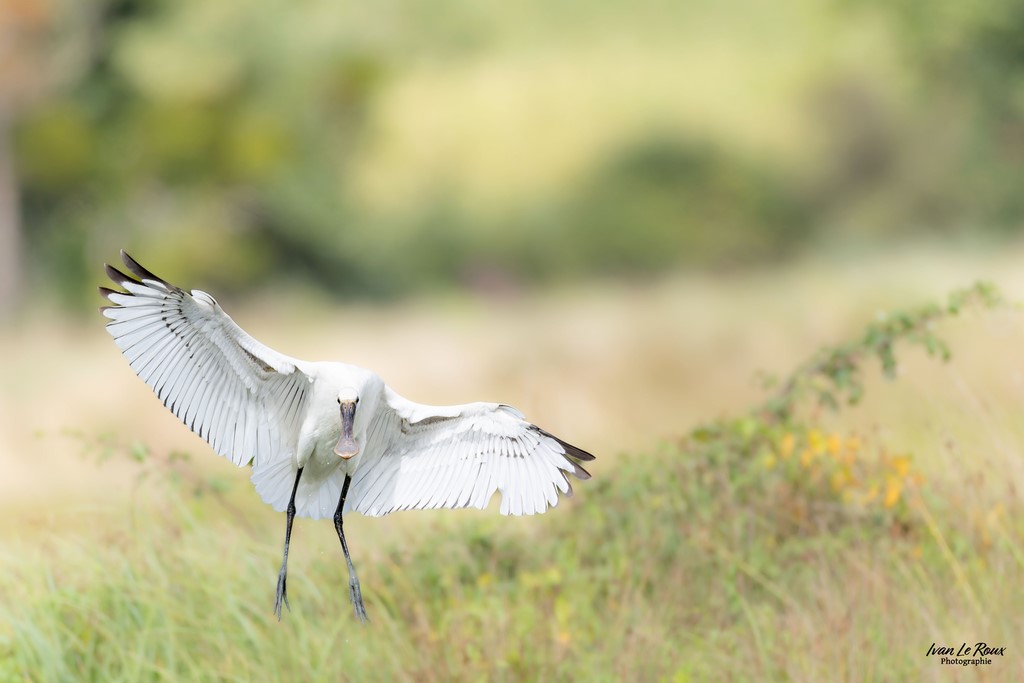 Spatule blanche - Marais de Hiers-Brouage (17) - 2024 - Ivan Le Roux Photographie Normandie
