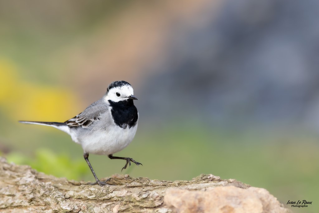 Bergeronnette Grise -  Romilly-la-Puthenaye (27) - 2024 Ivan Le Roux Photographie