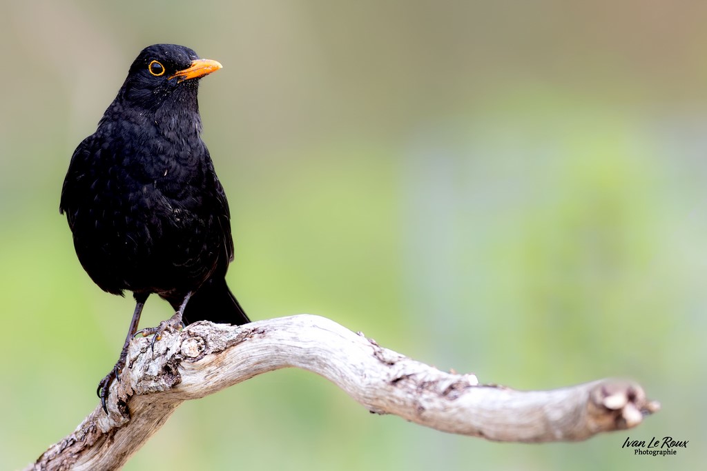 Merle noir dans son bain -  Romilly-la-Puthenaye (27) - 2024 - Ivan le Roux photographie