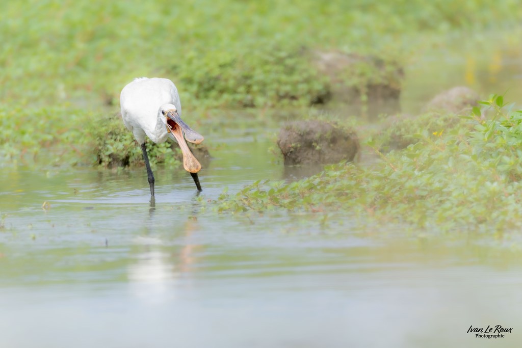 Spatule blanche - Marais de Hiers-Brouage (17) - 2024 - Ivan Le Roux Photographe