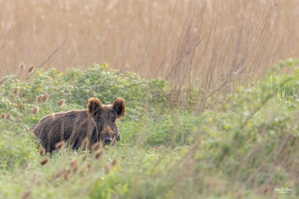 Sanglier  - Estuaire de la Seine (76) Ivan le Roux photographie