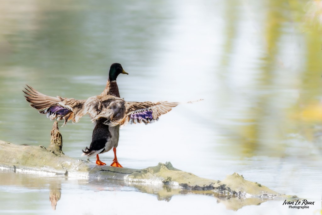 Canard Colvert - 2024 - Estuaire de la Seine (76)  Photographe Ivan Le Roux