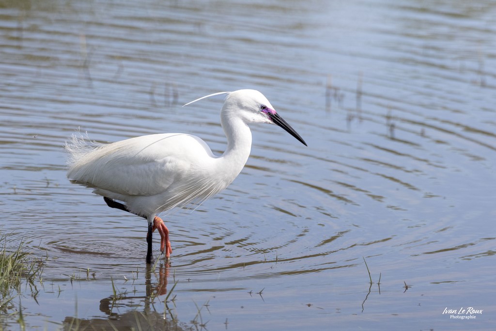 Aigrette Garzette  - Estuaire de la Seine (76) Ivan Le Roux Photographe