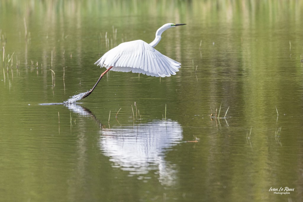  "L'envol" - Grande Aigrette  - Estuaire de la Seine (76) - 2024  Photographe Ivan Le Roux