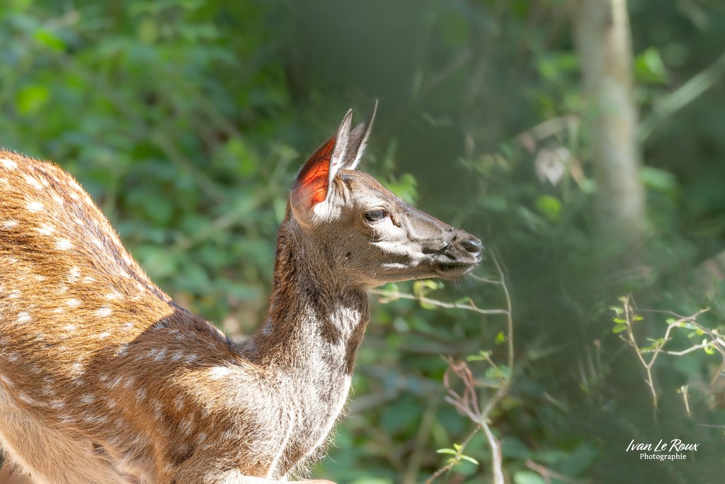 Faon de Biche en forêt de Romilly-la-Puthenaye (27) Ivan Le Roux Photographe Normandie