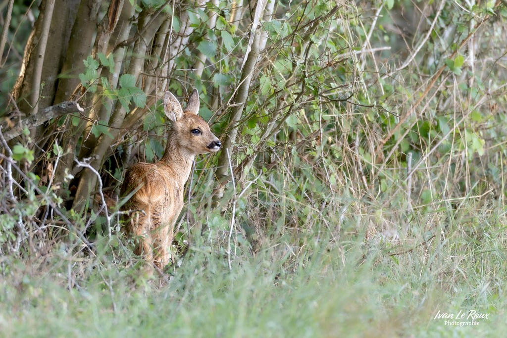 Faon de Chevreuil en forêt de Romilly-la-Puthenaye (27) ivan Le Roux Photographie Normandie
