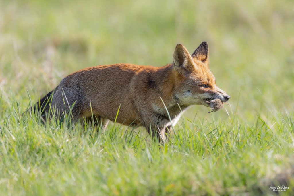 Le chasseur - Romilly-la-puthenaye (27) Ivan Le Roux Normandie Eure