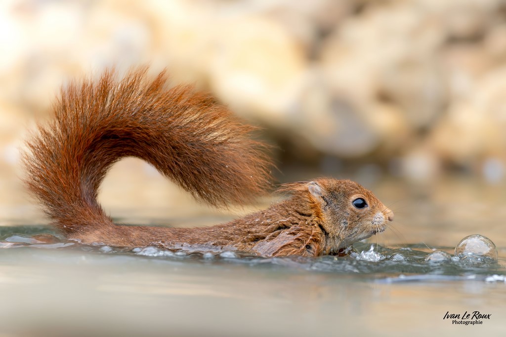 Comptage - Recensement