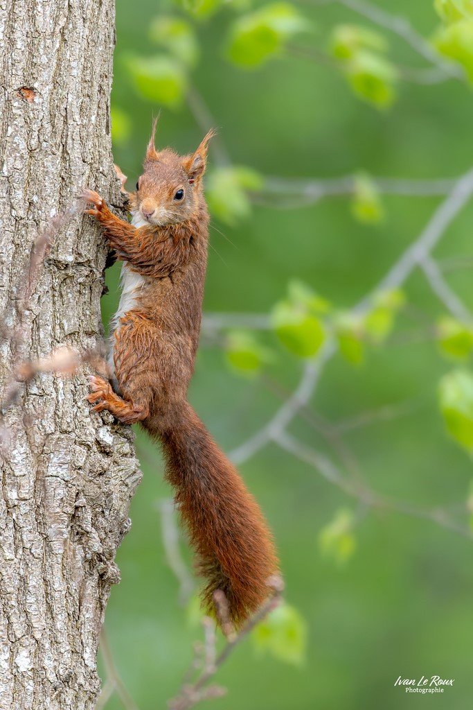Grimper au arbre, c'est son truc ! - Romilly-la-puthenaye (27) - 2024 - Canon EOS R7 -  Sigma 500 mm F/4 OS HSM SPORT Ivan Le Roux photographie