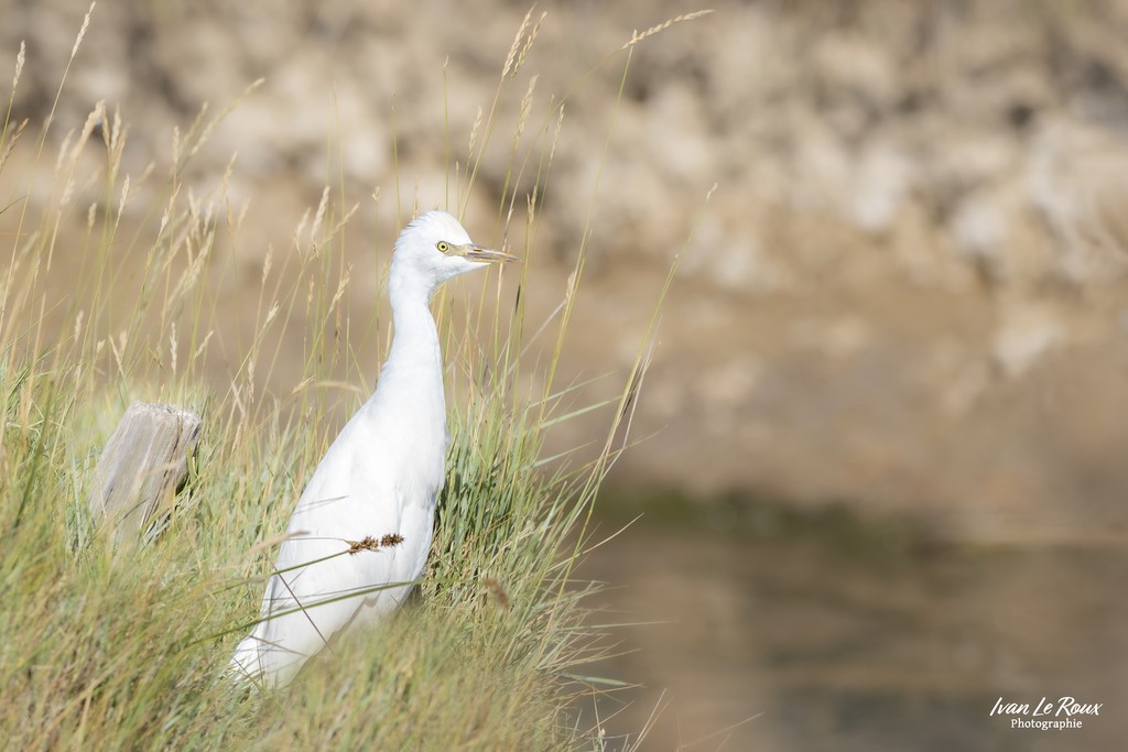 Héron garde-boeufs - Marais de Moëze-Oléron (17) - 2024 - Ivan Le Roux Photographie