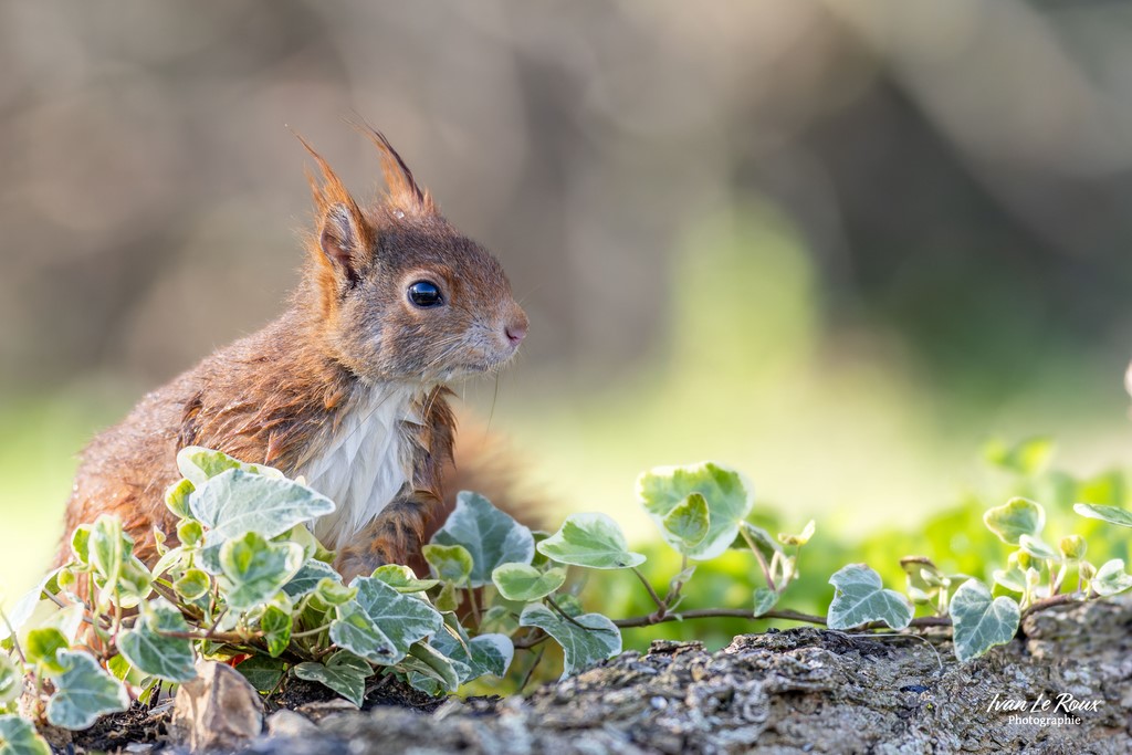 Ecureuil roux prend la pose dans le lierre - Romilly-la-puthenaye (27 Ivan Le Roux photographie