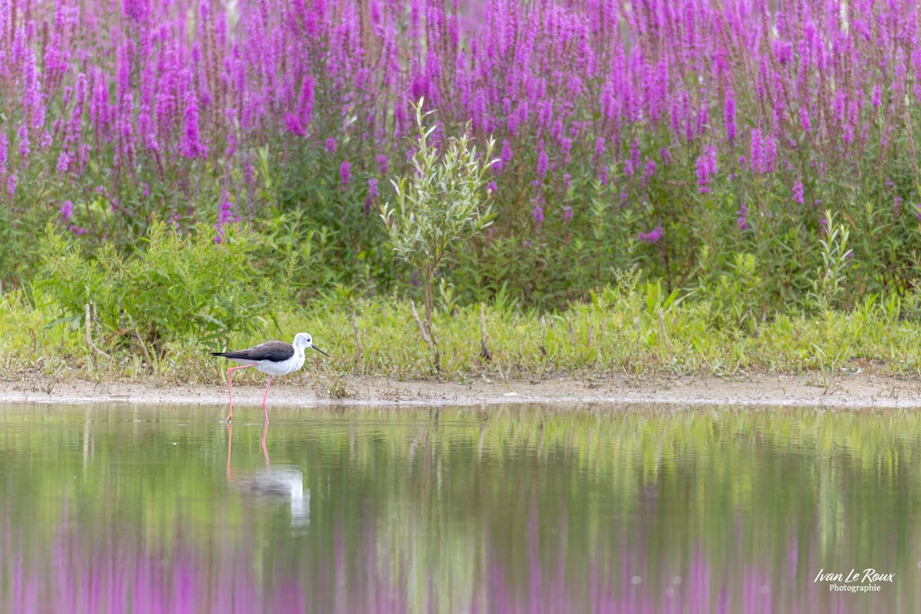 L'Echasse Blanche  - Réserve Ornithologique du Grand Laviers  - Baie de Somme - 2023 Ivan Le Roux Photographie