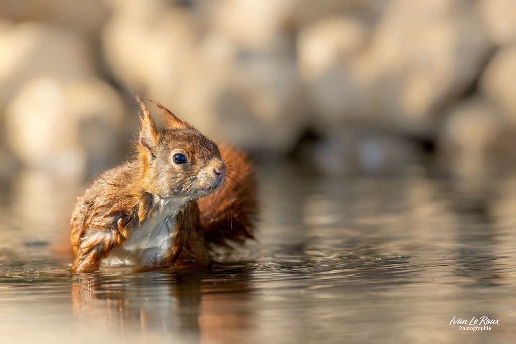 Ecureuil roux prend un bain - Romilly-la-puthenaye (27) - Ivan Le Roux Photographie