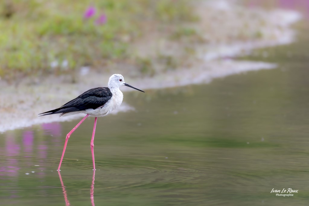 L'Echasse Blanche  - Réserve Ornithologique du Grand Laviers  - Baie de Somme - 2023 Ivan Le Roux Photographie Canon EOS R7