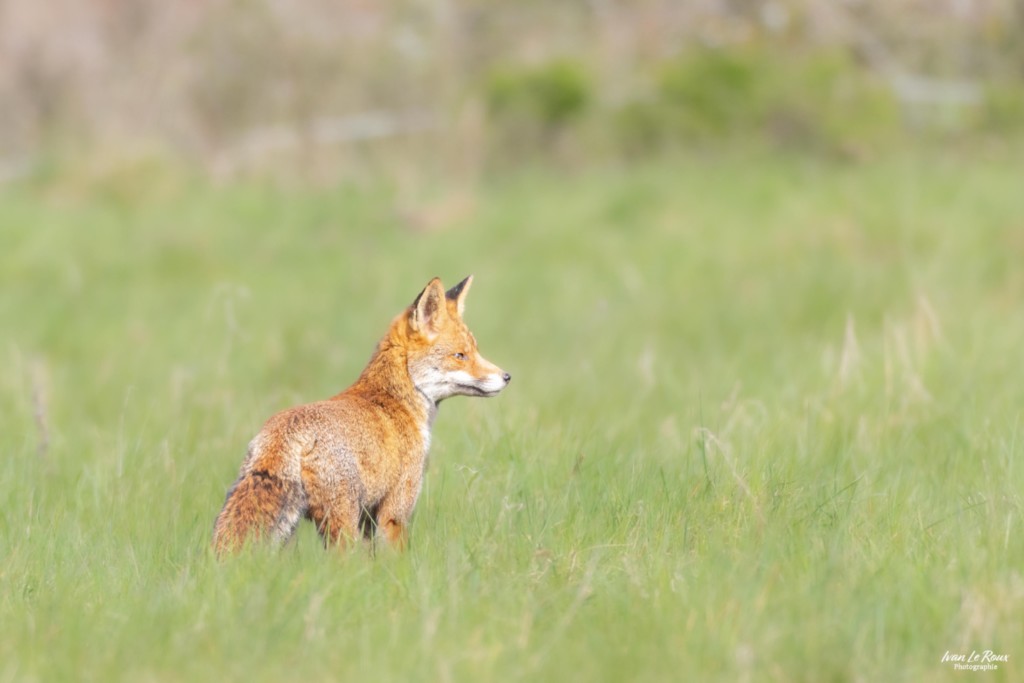Le Renard Roux prend la pose - Romilly-la-puthenaye (27) Normandie Eure