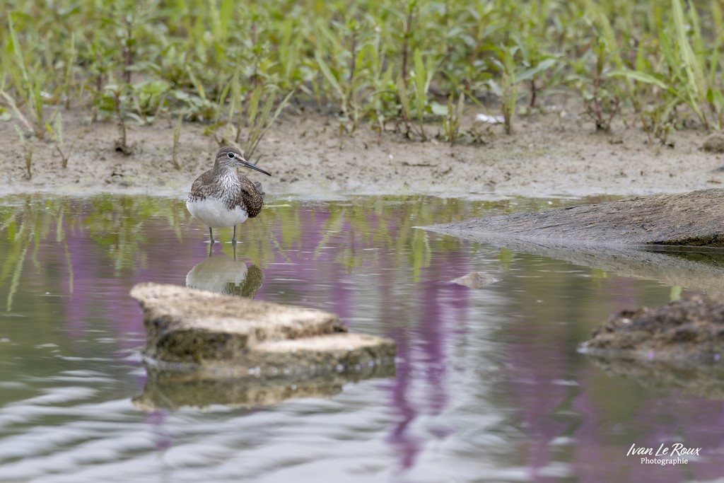 Le Chevalier Culblanc  - Réserve Ornithologique du Grand Laviers  - Baie de Somme Ivan Le Roux Photographe Sigma 500