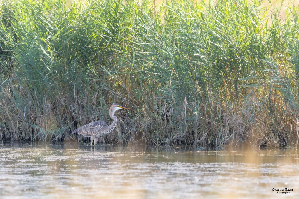 Héron pourpré - Marais de Moëze-Oléron (17) - 2024 - Ivan Le Roux Photographe