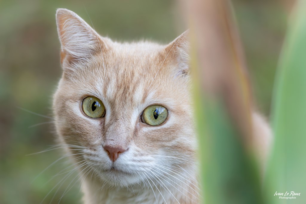 Portrait de "Mistigri" -  Thézac (17) - 2024 - Ivan Le Roux Photographie